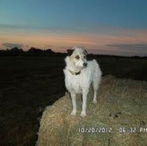 Meet your Posher, Dawn